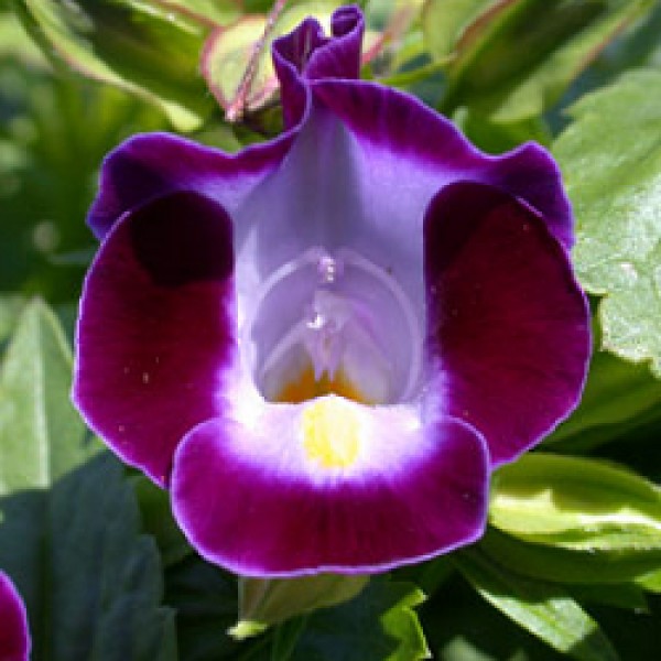 Torenia Purple